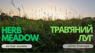 Звуки природи: трав'яний луг | Nature' sounds: herb meadow | ASMR 4k