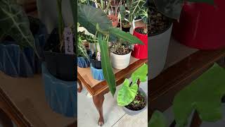 PHILODENDRON SPIRITUS SANCTI BABY PART 1