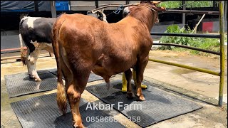 2 EKOR SAPI JUMBO SUPER SIAP DIPINANG‼️STOK TERBARU 19 SEPTEMBER 2023 AKBAR FARM