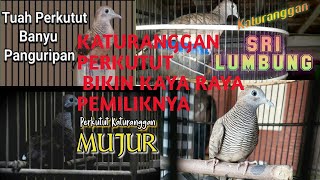 Ciri Katuranggan Perkutut yang Bikin Kaya Raya Pemiliknya