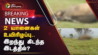 #BREAKING: 2 யானைகள் உயிரிழப்பு.. இறந்து கிடந்த இடத்தில்..? | ELEPHANT | Dindigul