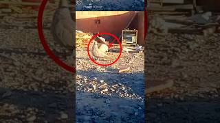 Pigeon trap | bird trap | صيد الطيور #shorts #youtubeshorts #ytshorts