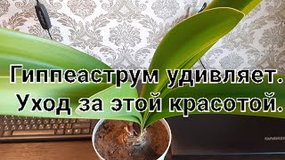 Красавец гиппеаструм порадовал! Мой простой уход за этим растением.🌷🌷🌷