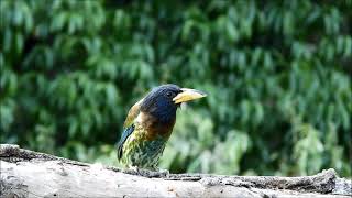 great barbet