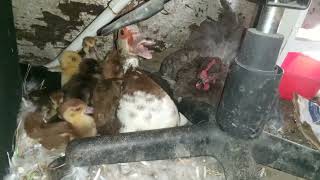 Muscovy hen now has Muscovy babies