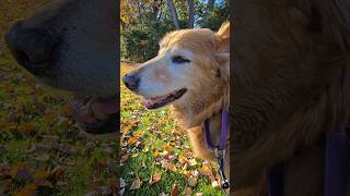 Fall Guy Titan #goldendog #goldretriever #dog #puppy