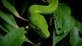 Cape York, Canopy Goanna, Green Python, Spotted Cuscus and Golden-shouldered Parrot. Ep3