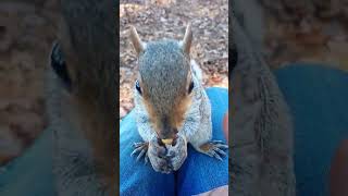 Tiny The Squirrel's Adorable Wiggly Nose 😁