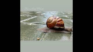 How a Snail Moves