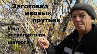 Ива для плетения Заготовка ивовых прутьев.Ива остролистная