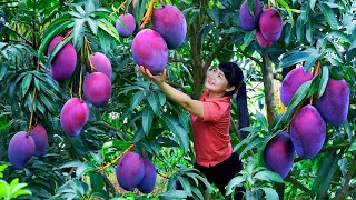 How to Harvest Mango, goes To Market Sell - Harvesting and Cooking |Tieu Vy Daily Life