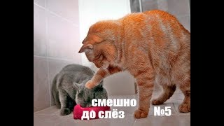 котик пугает оленей №5 смешно до слёз