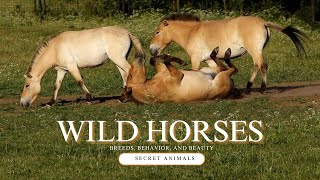 Discovering the Wild Horse: Breeds, Behavior, and Beauty