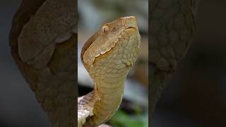 The Copperhead Snake: Dangerous or Misunderstood? #animal #wildlife #snake #reptiles