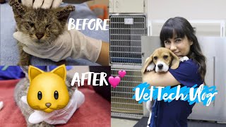 Typical day at the clinic｜Veterinary Vlog #4｜Vet tech