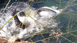 Elephant Swimming Fun