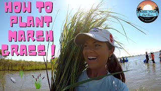 Marsh Grass: How To Plant Video