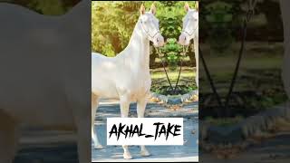 Top beautiful Horse in the world 🌍 #shortvideo #viralshort #shortfeed