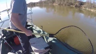 Rick's 41lb Blue Catfish