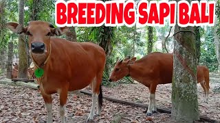 SAPI BALI BREEDING "Berangkat Angon"