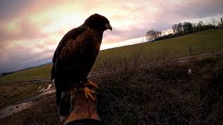 Unlucky Harris Hawk hunting Pheasants & Rabbits