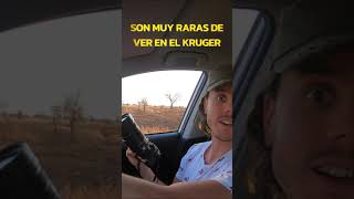 😃🐦 Día de AVESTRUCES 🐦😃 Safari Fotografico & Animales Salvajes en el Parque Kruger - Sudáfrica 🇿🇦