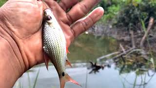 BEDANYA IKAN NILEM & MATAMERAH