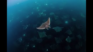 Mobula Ray Encounter Cabo