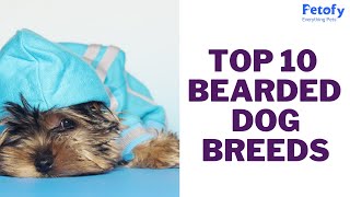 Top 10 Bearded Dog Breeds With Their Height, Lifespan and Weight | Petofy - Everything Pets