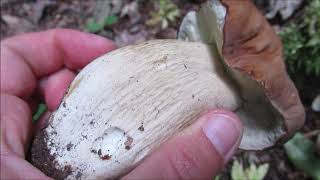 Sommersteinpilz - Boletus aestivalis