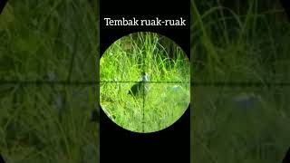 Tembak ruak-ruak masih kabur