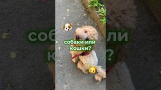 А на чьей стороне ты 🐶или🐱? #смешныевидео #влог #реки