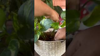 The Ultimate Guide to Propagating Golden Pothos