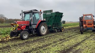 Massey Ferguson 3070 - Beet Harvest 2023