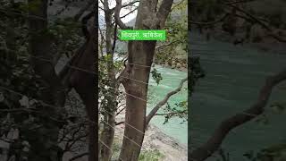 #travel #nature #uttarakhand #shorts #shortvideo #rishikesh #shivpuri #ganga #gangariver