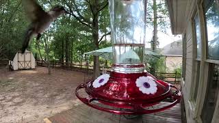 NC Hummingbirds..."Humming" to techno