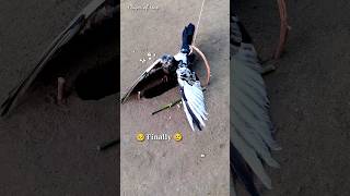 Pigeon trap | creative amazing bird trap #shorts #youtubeshorts #ytshorts