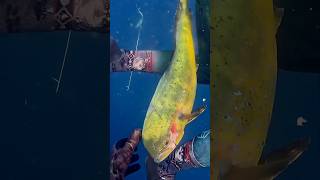 How NOT to spearfish! 😂🤟 #shorts #fyp #youtube #spearfish #mahimahi #dolphin #freedive #kook