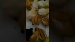 🐥И вот так с 4 утра🐥