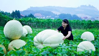 How to Harvest Honeydew Melon, goes To Market Sell - Harvesting and Cooking |Tieu Vy Daily Life