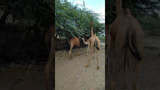 Desert Diner: A Camel Family Savors Their Scrubs!