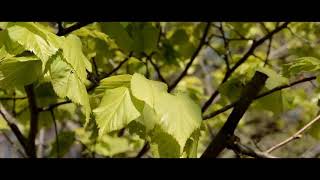 Nature leaf green forest