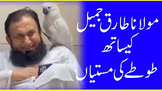 Molana Taiq Jameel kesath Toty Ki Mastian |  Tariq Jameel Funny video With Parrot | Arshaad Ali Tv