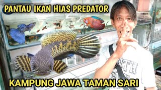 SURVEY IKAN HIAS DAN PREDATOR || Kp jawa taman sari