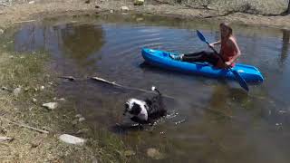 Iris the Adventure Puppy - 10 week Old Sheepadoodle Puppy