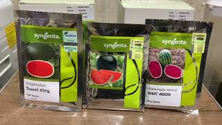 Syngenta watermelon seeds ready for sowing | augusta, sweet king, wmh 4715, wmt 4809 watermelon seed