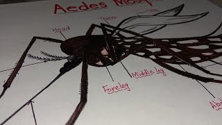 How to draw mosquito aedes / Labeled diagram of Mosquito aedes