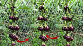 how to grow a you papayas tree in eggplant seeds