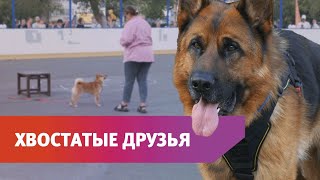 Как прошел праздник животных «Хвостатые друзья»?