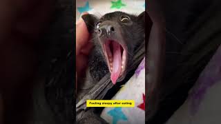 This woman rescued a bat with a broken wing, and then this happened #animalshorts #shortvideo